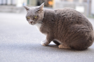 猫背,姿勢不良,猫背矯正,岡山市,東区,中区,南区,北区,倉敷市,整骨院,接骨院,整体院